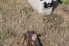 IMG_9145_1024